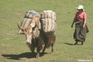 Langmusi - Yaks komen terug naar het dorp