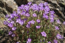 Kazbegi - Kleurige bloemetjes