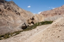 Sham trekking, groene oase.