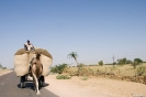 Bikaner, Camelcountry