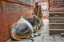 Varanasi, Holy cow!