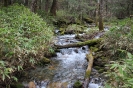 Kamikochi - Stroompjes in bos