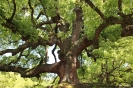 Kyoto - Grote bomen!