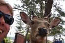 Nara - Deerselfie!