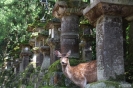 Nara - Lantaarns bij Wakamiya Jinja