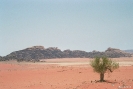 Wadi Rum - Eenzaam groen