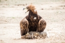 Bokonbaevo - Eagle hunting