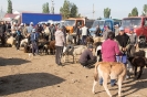 Karakol - Veemarkt