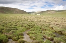 Son Kul - Groen en yurts