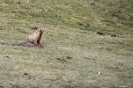 Tash Rabat - Dikke marmotten!