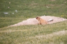 Tash Rabat - Dikke marmotten!