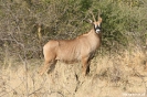 Mahango - Roan antilope