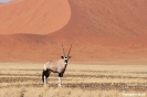 Sossusvlei - Gemsbok