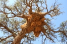 Sossusvlei - Wevervogel nest