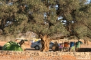 Sossusvlei campsite