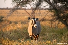 Etosha - Gemsbok