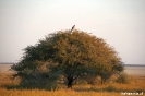 Etosha - Op de uitkijk