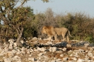 Etosha - Leeuw verlaat de drinkpoel