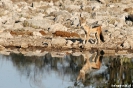 Etosha - Jakhals