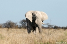 Etosha - Olifant