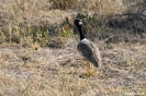 Etosha - Black Korhaan