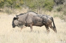 Etosha - Gnoe