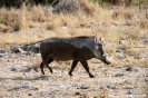 Etosha - Wrattenzwijn