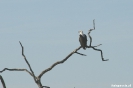 Etosha - Afrikaanse visarend