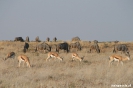 Etosha - Springbokken en Gnoe's