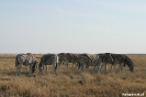 Etosha - Zebra's