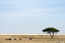 Etosha - Struisvogels voor de zoutvlakte