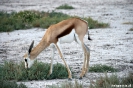 Etosha - Springbok