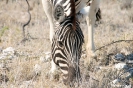 Etosha - Zebra