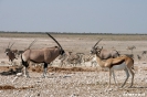 Etosha - Springbok en Gemsbok