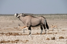 Etosha - Gemsbok