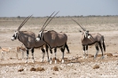 Etosha - Gemsbokken