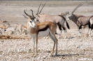 Etosha - Springbok