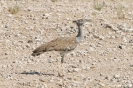 Etosha - koritrap