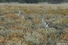 Etosha - koritrap