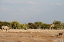 Etosha