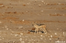 Etosha - Jakhals