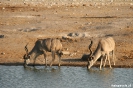 Etosha - Kudu's