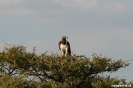 Etosha - Vechtarend