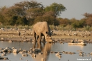 Etosha - Neushoorn