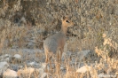 Etosha - Dik dik