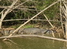 NT - Mary River, salty in het zonnetje