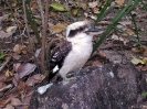 QLD - Eungela National Park, Kookaburra