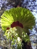 QLD - Fraser Island