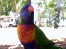 QLD - Seafort, brutale Rainbow Lorikeets