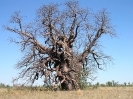 WA - Kimberley, enorme baobab boom